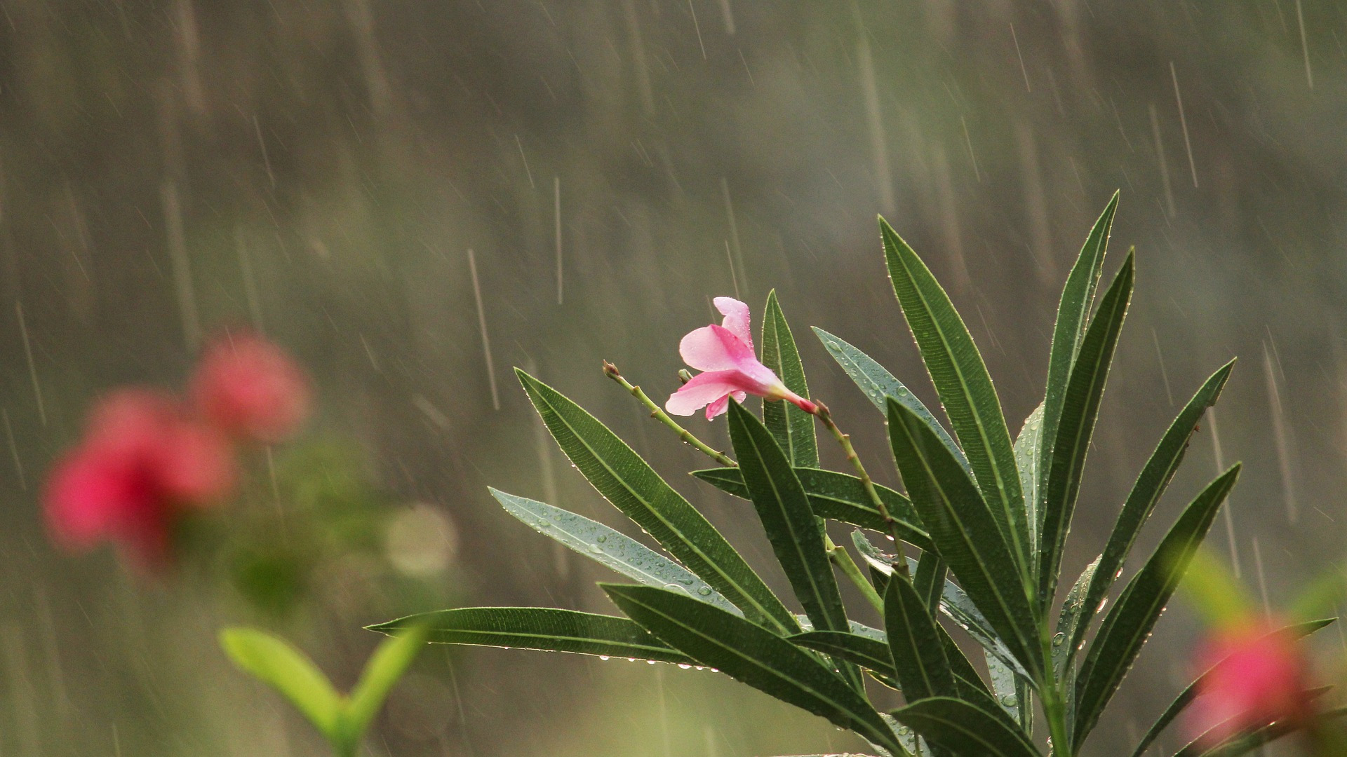 Según la lluvia qué puedo plantar en mi jardin 1920