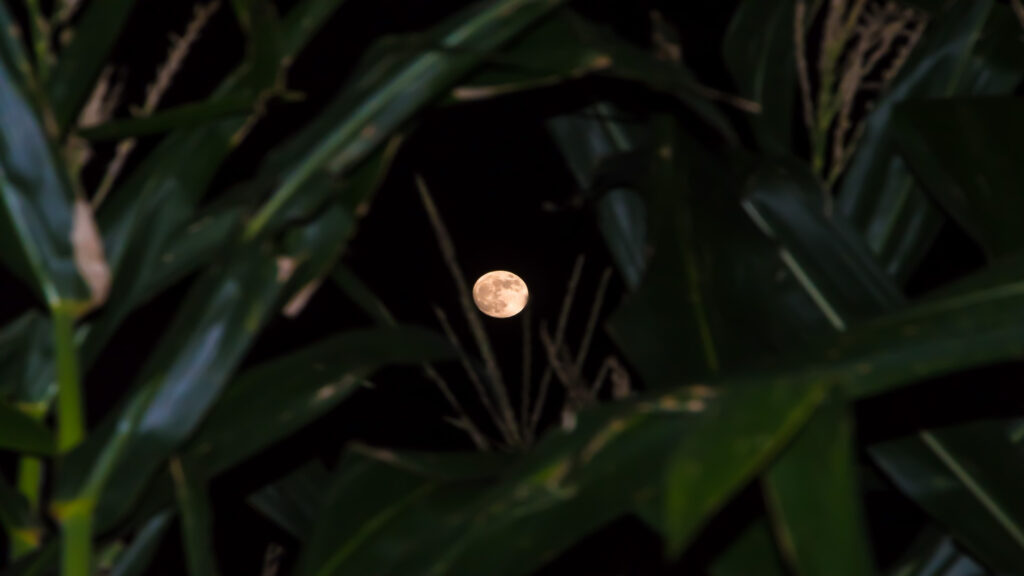 La influencia de las fases de la luna en las plantas 1920