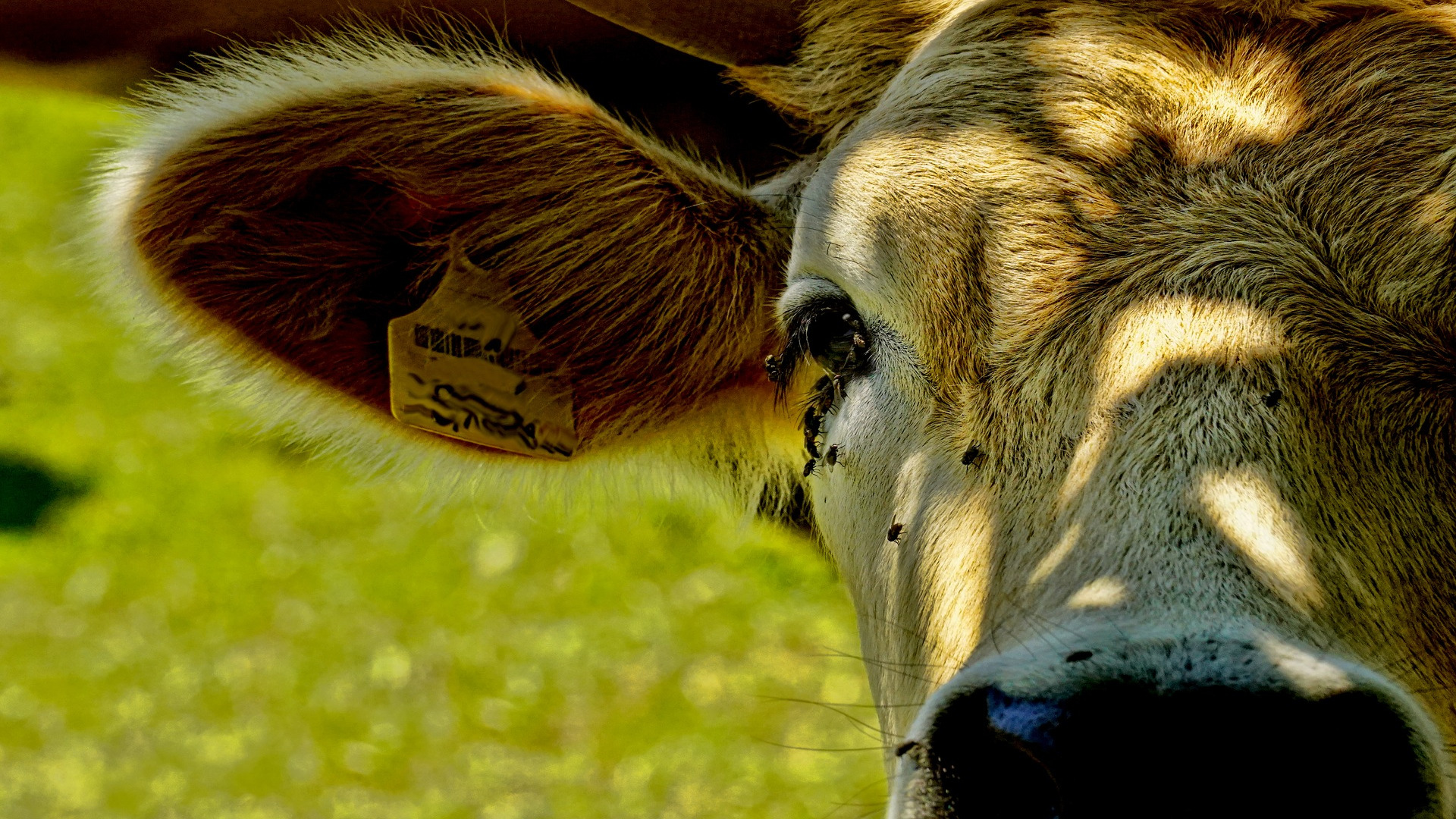 la-mosca-de-los-establos-1920