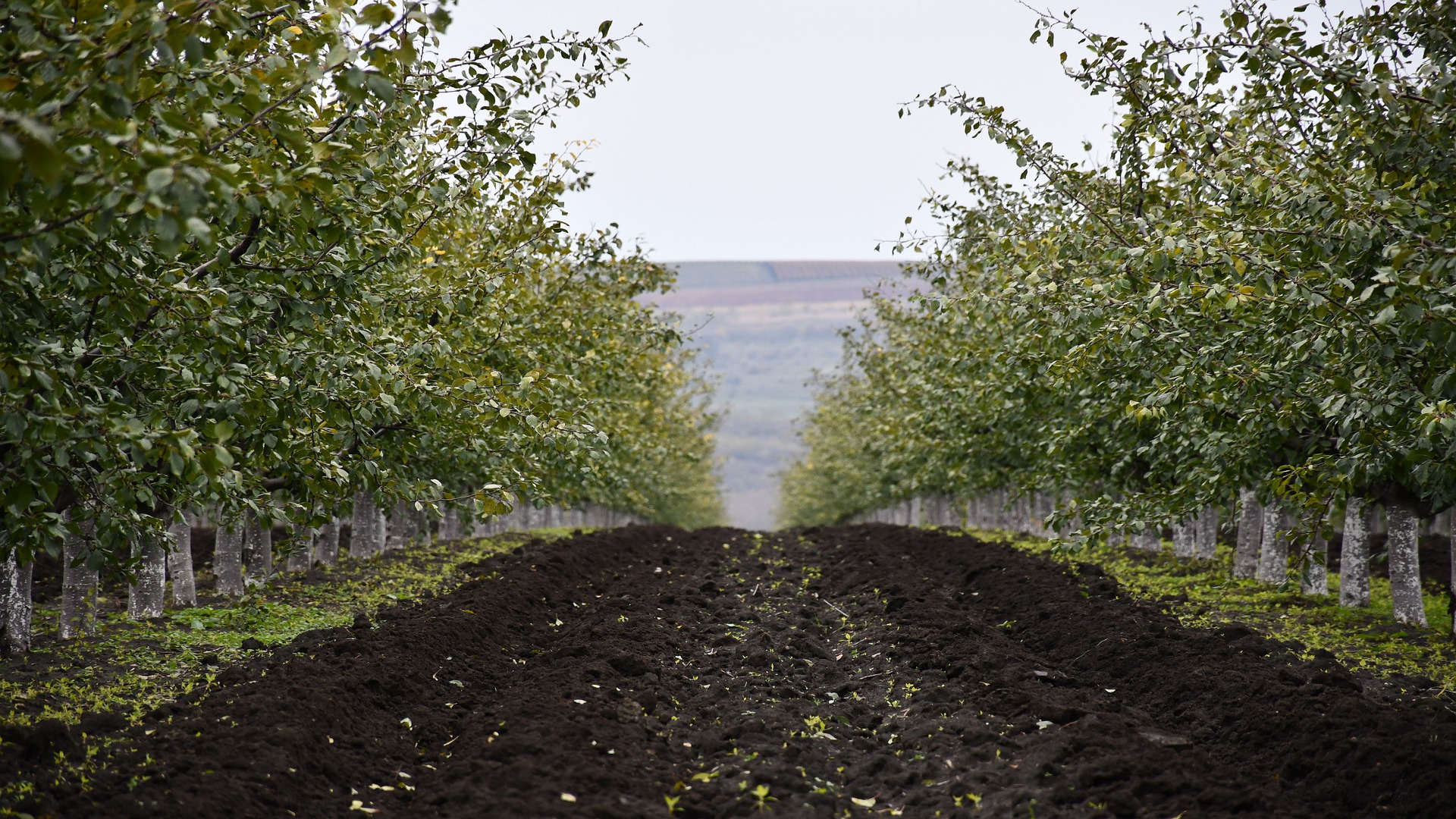 mira-la-cantidad-de-cultivos-que-puedes-realizar-en-otonho-1920
