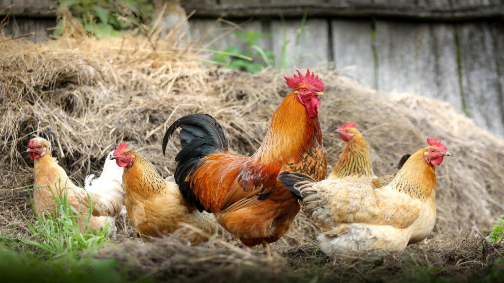sabias-que-la-gallina-es-el-ave-mas-numerosa-del-planeta-1920