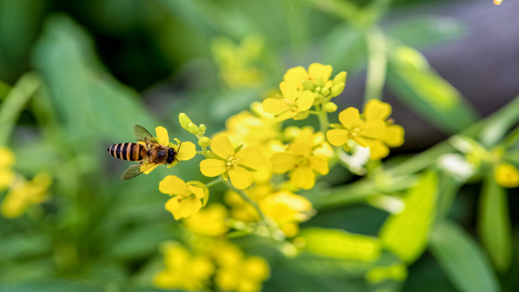 el-instituto-watch-ha-declarado-a-las-abejas-como-la-especie-mas-valiosa-del-mundo-1920