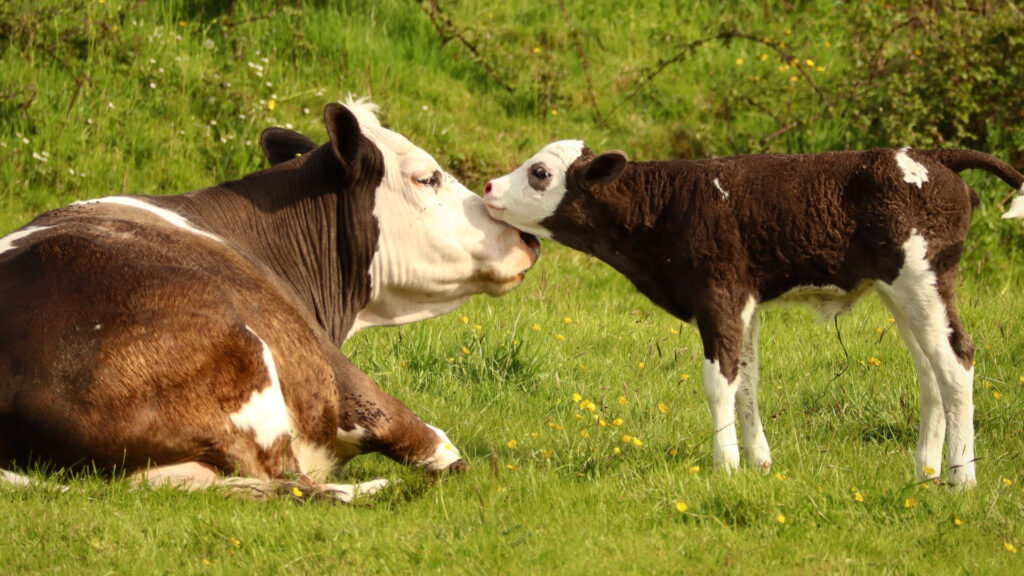 premio-salud-animal-de-espanha-para-la-xunta-por-su-labor-para-erradicar-la-tuberculosis-bovina-1920