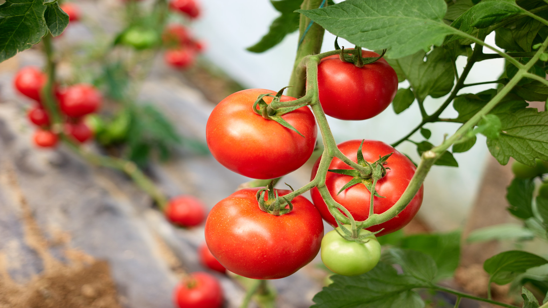 y-los-tomates-parecen-crecer-de-maravilla-mirando-al-mar-1920.jpg