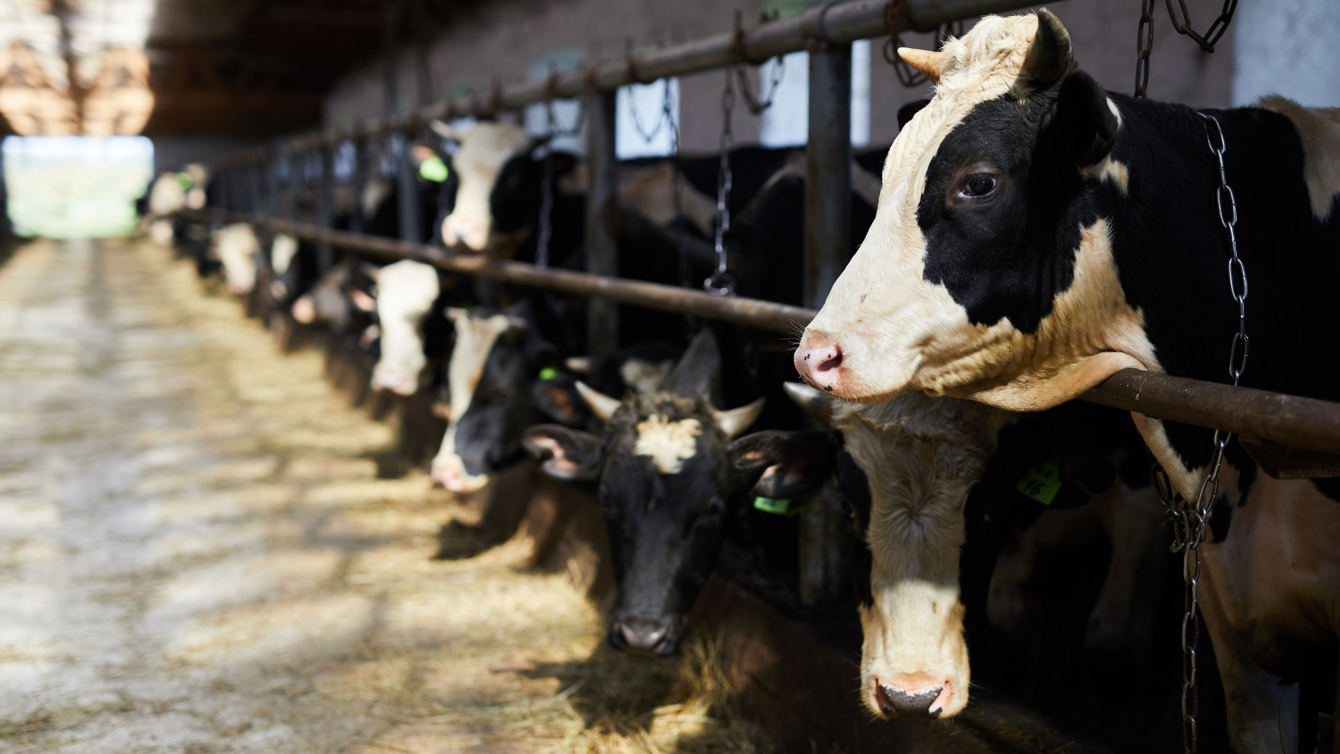 ¿Qué características ha de tener un establo para producir más leche?