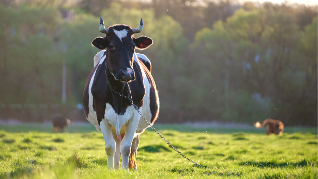 La alimentación de las vacas durante el período de transición