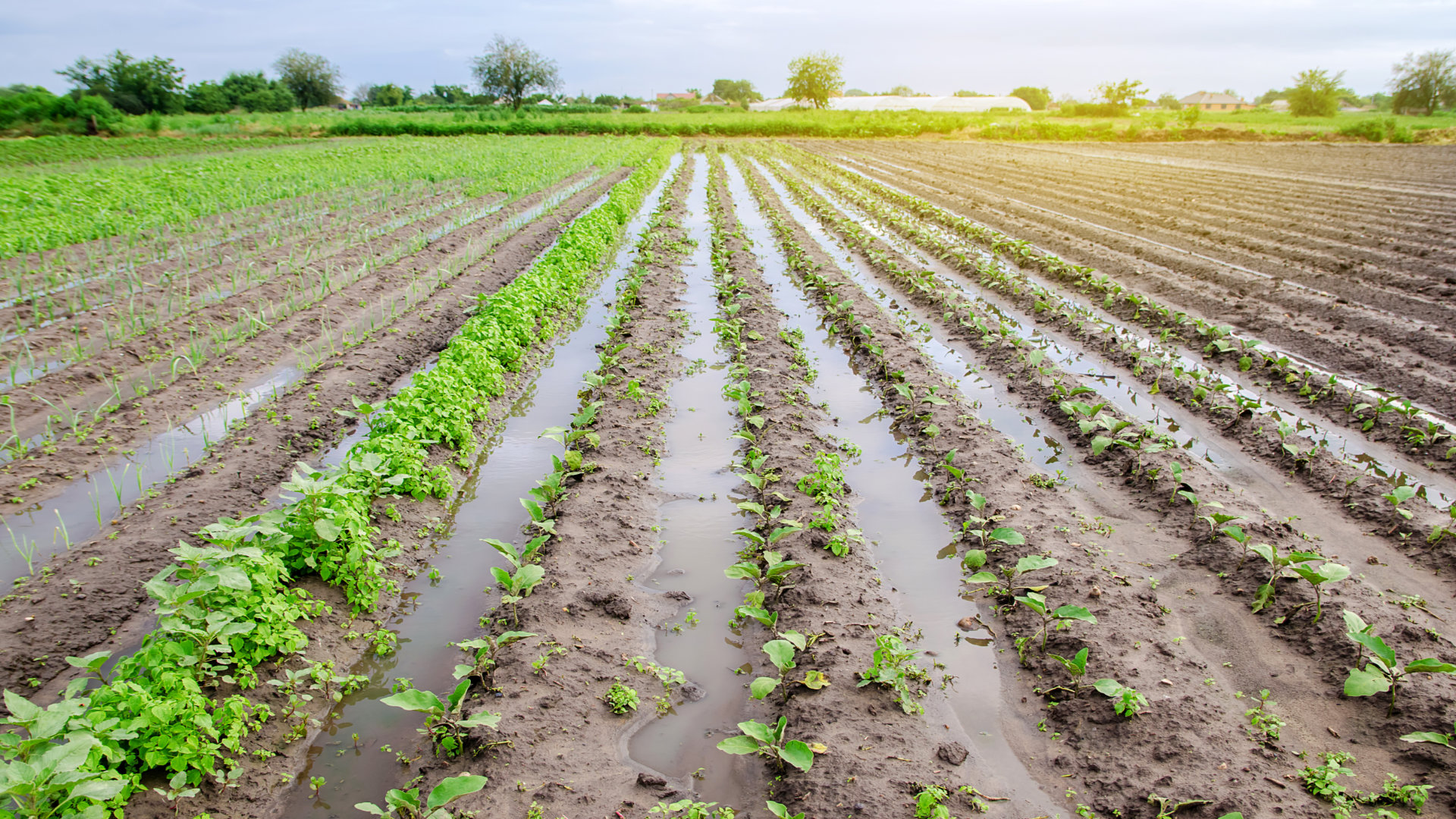 como-afecta-el-exceso-de-lluvia-a-nuestros-cultivos-1920.jpg